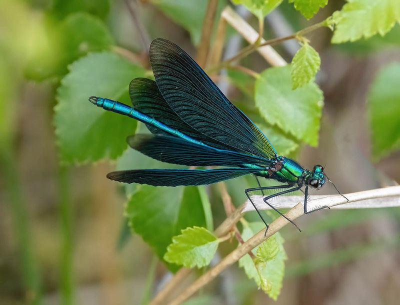 Beautiful demoiselle (Calopteryx virgo) male