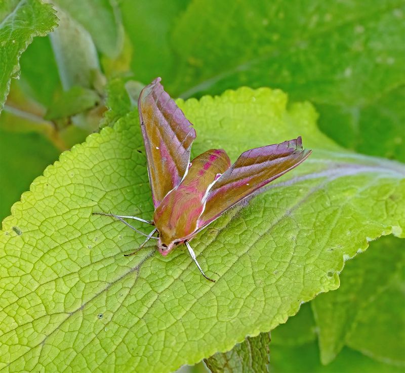 Elephant Hawk-moth