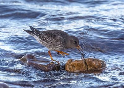 Purple Sandpiper