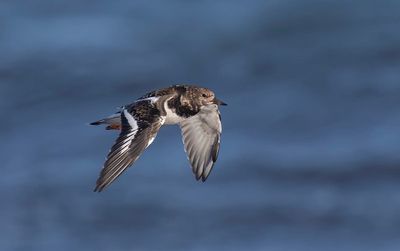 Turnstone