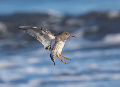 Purple Sandpiper