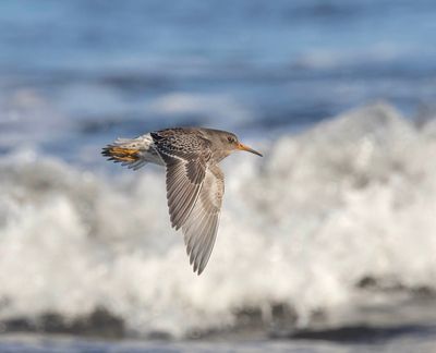 Purple Sandpiper