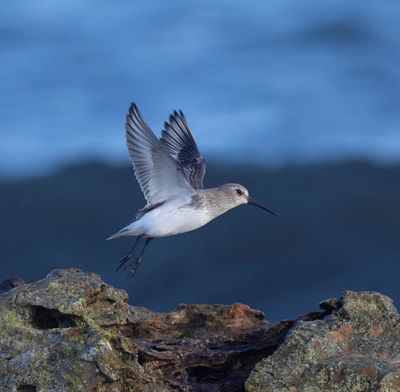 Dunlin