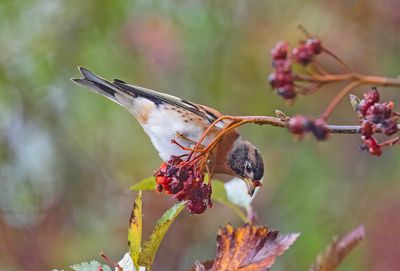 Brambling