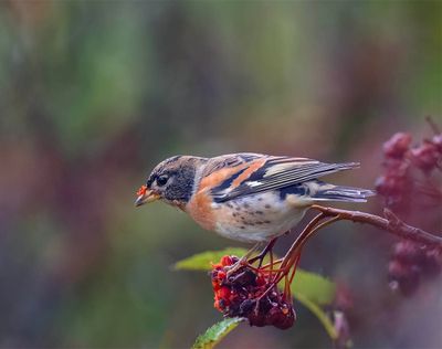 Brambling