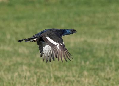 Black Grouse