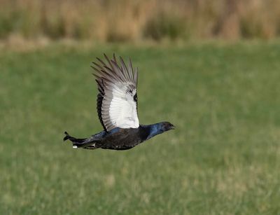 Black Grouse