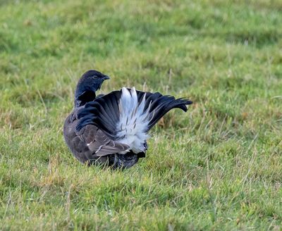 Black Grouse