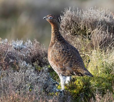 Red Grouse