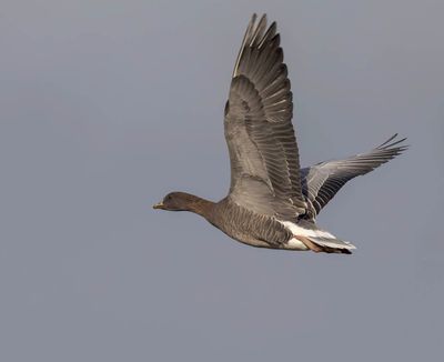 Pink-footed Goose