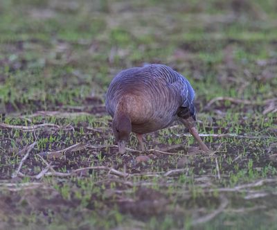 Pink-footed Goose