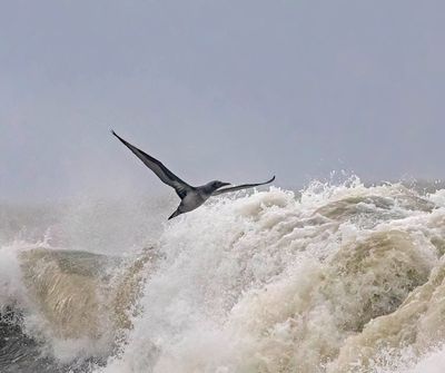 Gannet (1st w)