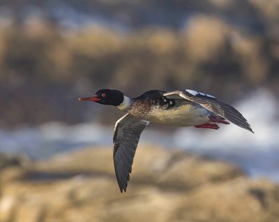 Red-breasted Merganser