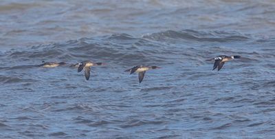 Red-breasted Merganser