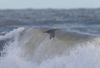 Common Scoter