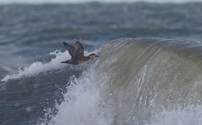 Common Scoter