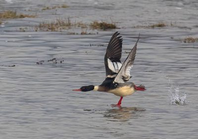 Red-breasted Merganser