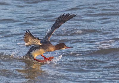 Red-breasted Merganser