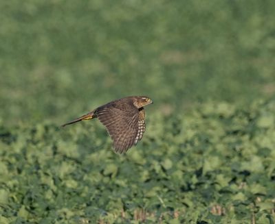 Sparrowhawk