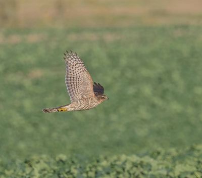 Sparrowhawk (1st w female)