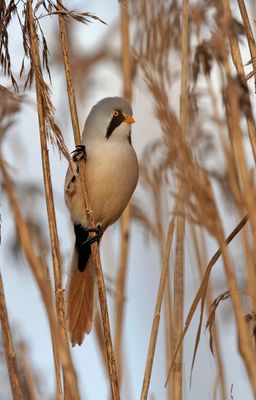 Bearded Tit