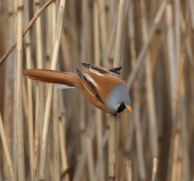 Bearded Tit