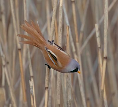 Bearded Tit