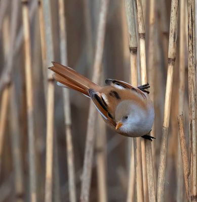 Bearded Tit (female)