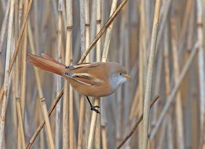 Bearded Tit (female)
