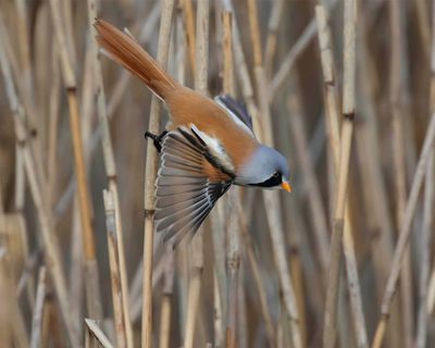 Bearded Tit