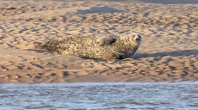 Common Seal