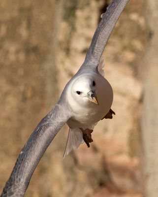 Fulmar