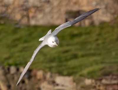 Fulmar