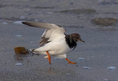 Turnstone