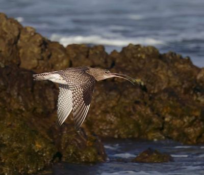 Curlew