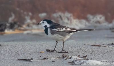 Pied Wagtail