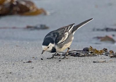 Pied Wagtail