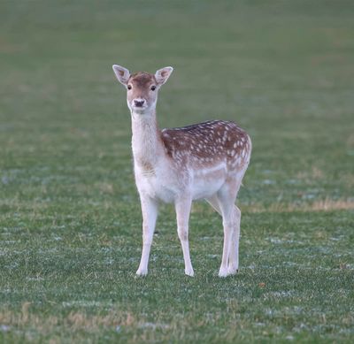 Fallow Deer (juvenile)