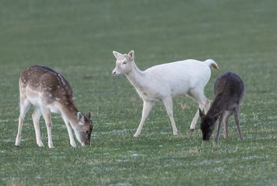 Fallow Deer (juveniles)