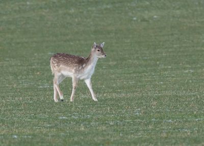 Fallow Deer (juvenile)