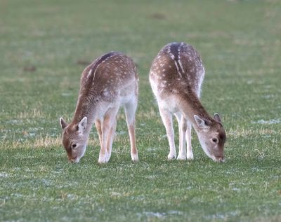 Fallow Deer (juveniles)