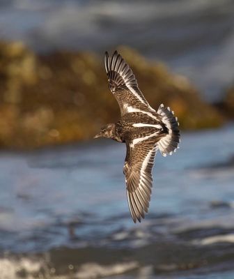 Turnstone