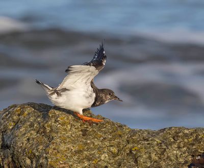 Turnstone