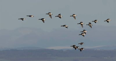 Pale-bellied Brent and 3 Dark-bellied