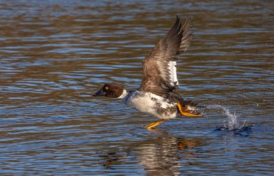 Goldeneye (1st w drake)