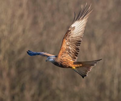 Red Kite