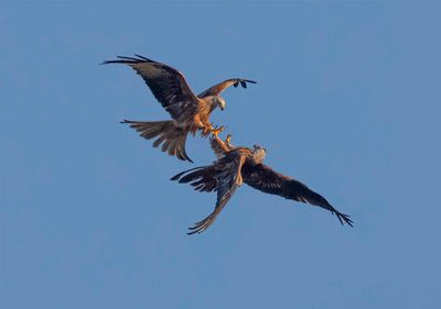 Red Kite