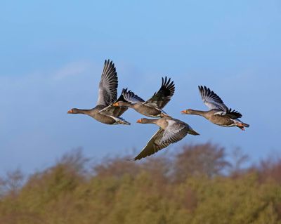 Greylag Geese