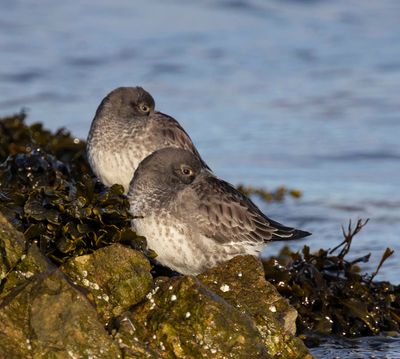 Purple Sandpipers