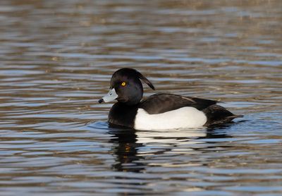 Tufted Duck